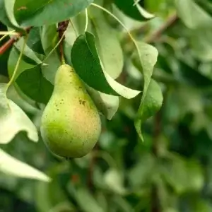 Bartlett, European Pear (Semi-Dwarf)