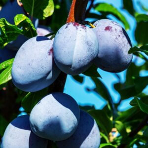 Plum, European