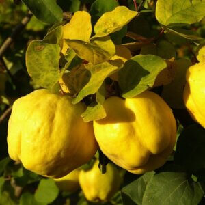 Quince, Fruiting