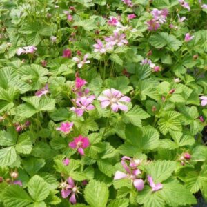 Valentina, Arctic Raspberry