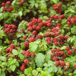 Anna, Arctic Raspberry