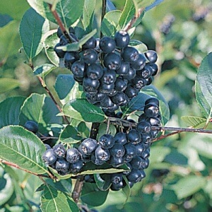 Viking, Aronia - Pretty Edible Plants