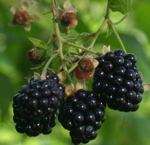 Osage, Thornless Blackberry
