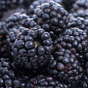 Triple Crown, Thornless Blackberry