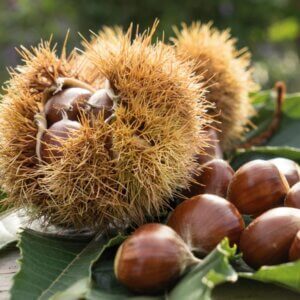 Eaton, Hybrid Grafted Chestnut