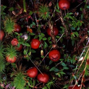 Cranberry