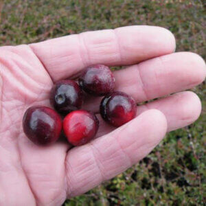 Pilgrim, Cranberry