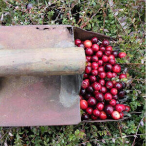 Stevens, Cranberry