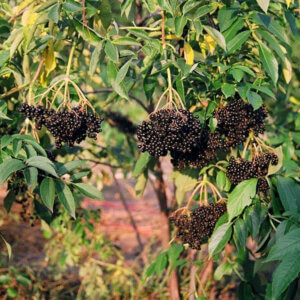 Ranch, American Elderberry