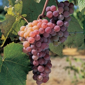 Canadice, Seedless Grape