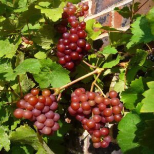 Einset, Seedless Grape