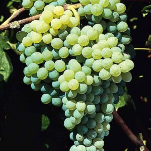 Himrod, Seedless Grape
