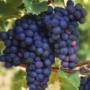 Concord, Seeded Grape