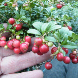 Magenta, Lingonberry