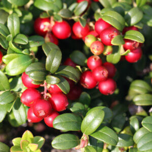 Balsgard, Lingonberry