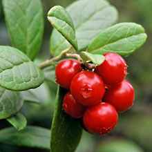 Lingonberry