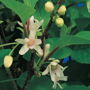 Eastern Prince™ Schisandra