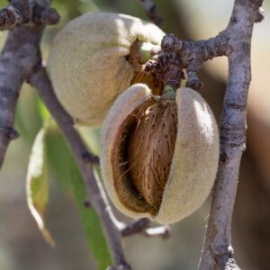 Nikita’s Pride™ Almond