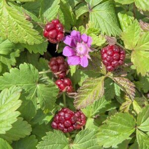 Arctic Raspberry