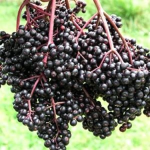 Bob Gordon, American Elderberry