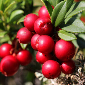 Erntedank, Lingonberry