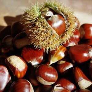 Chestnut, Sweet