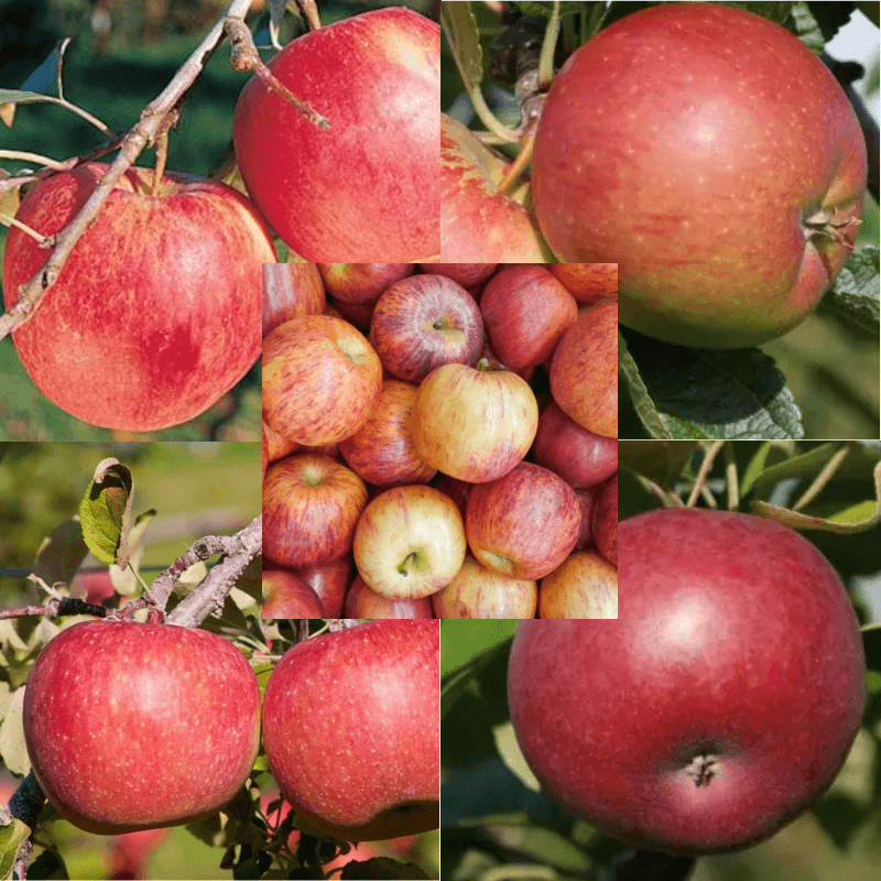 4 Way #3 Apple Combination (Semi-Dwarf) - Pretty Edible Plants