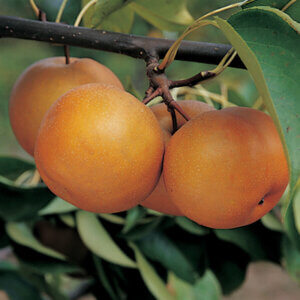 Ari Rang, Asian Pear