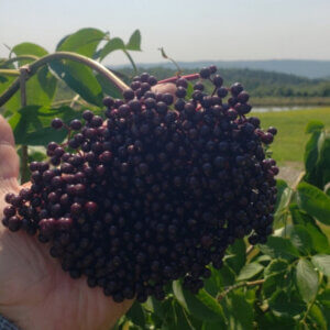 Black Diamond™, American Elderberry