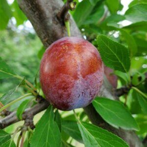 Imperial Epineuse, Plum (Semi-Dwarf)