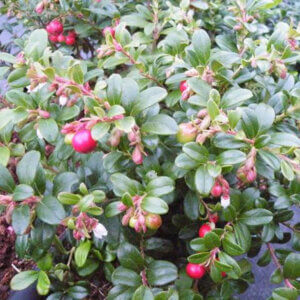 Erntesegen, Lingonberry
