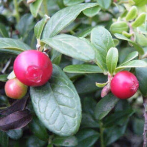 Linnea, Lingonberry