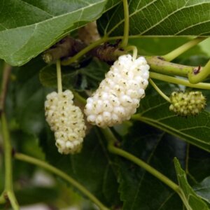 Nikita White™, Mulberry
