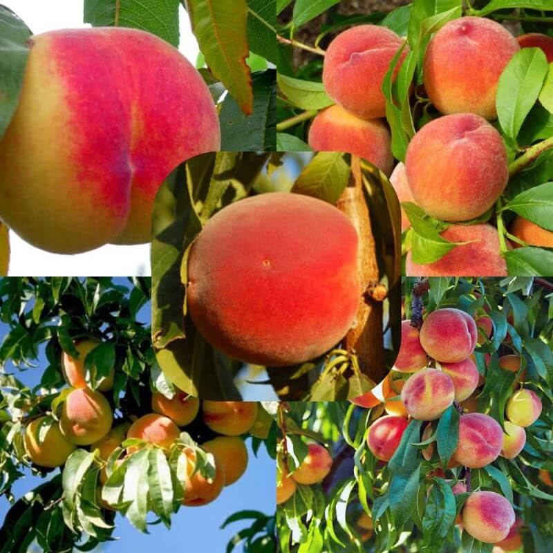 4 Way Peach Combination (Semi-Dwarf)
