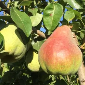 Comice, European Pear (Semi-Dwarf)