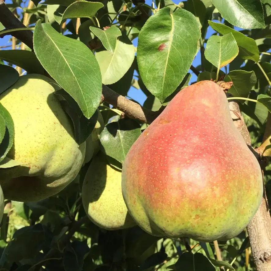 Comice, European Pear (Semi-Dwarf) - Pretty Edible Plants