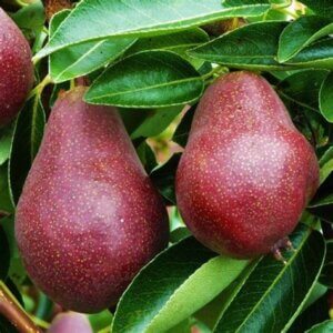 Red Bartlett, European Pear (Semi-Dwarf)