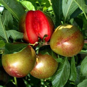 Flavor Supreme, Pluot (Semi-Dwarf)