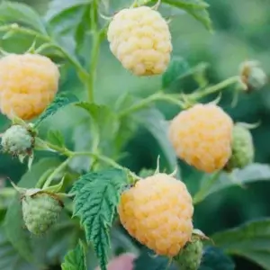 Anne, Everbearing Yellow Raspberry