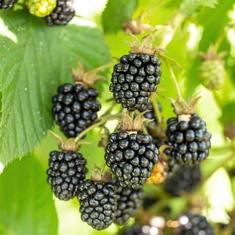 Navaho, Thornless Blackberry