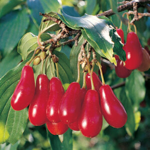 Cornelian Cherry
