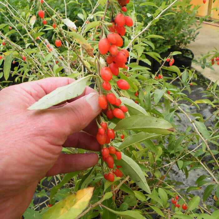 Phoenix Tears, Goji Berry