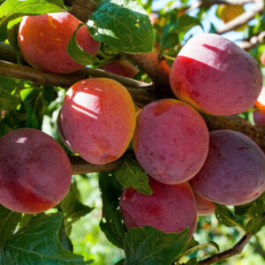 Plum, Asian