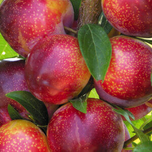 Flavor King, Pluot (Semi-Dwarf)