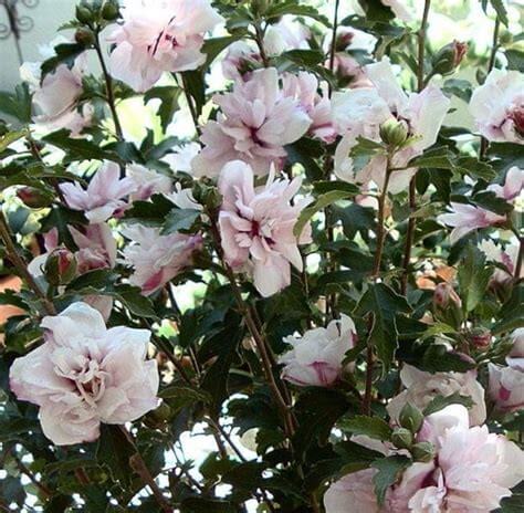 Blushing Bride, Althea