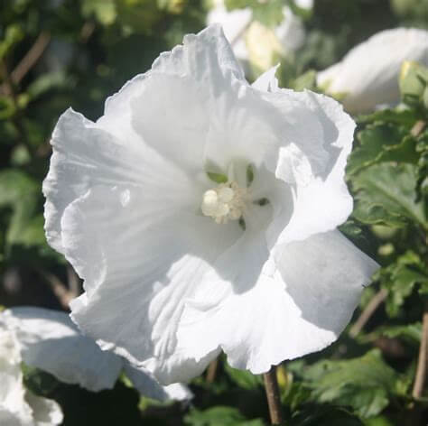 Diana, Althea