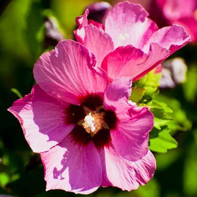 Woodbridge, Althea