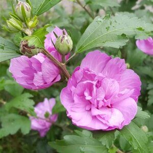 Ardens, Althea