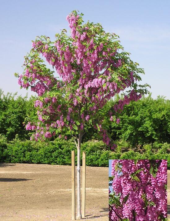 Purple Robe, Black Locust