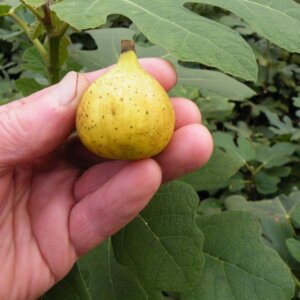Marseilles, Fig